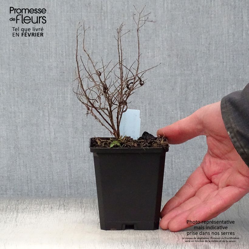 Exemplar von Aster sedifolius - Ödland-Aster Kleine Töpfe von 8/9 cm wie im Winter geliefert