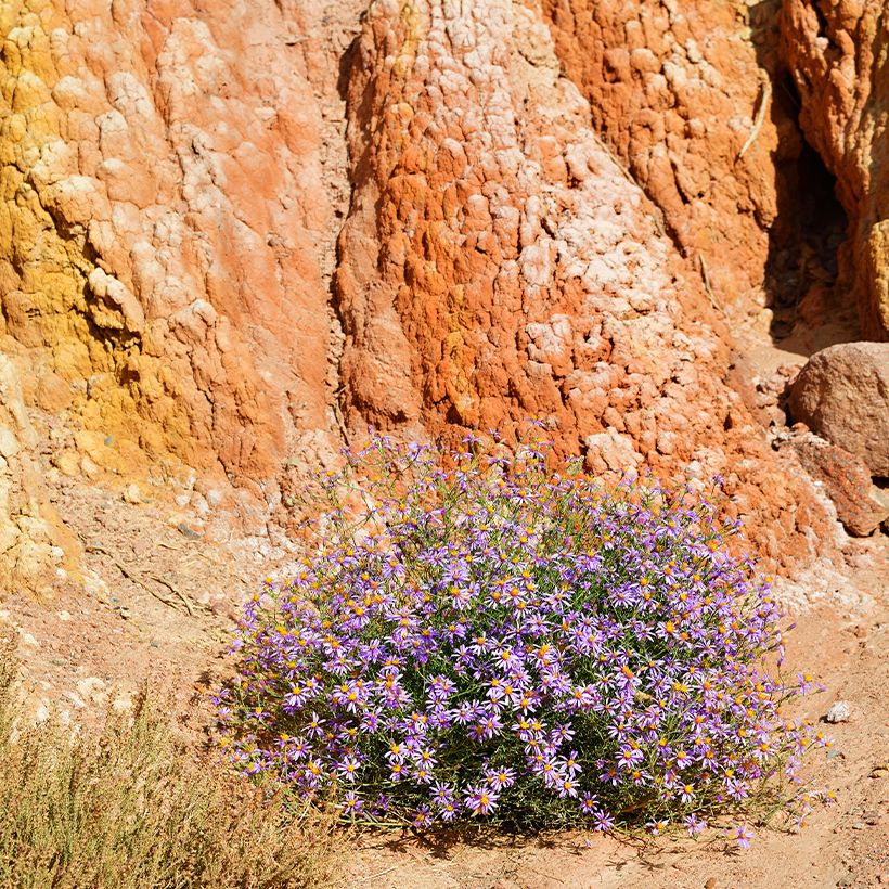 Aster sedifolius - Ödland-Aster (Plant habit)
