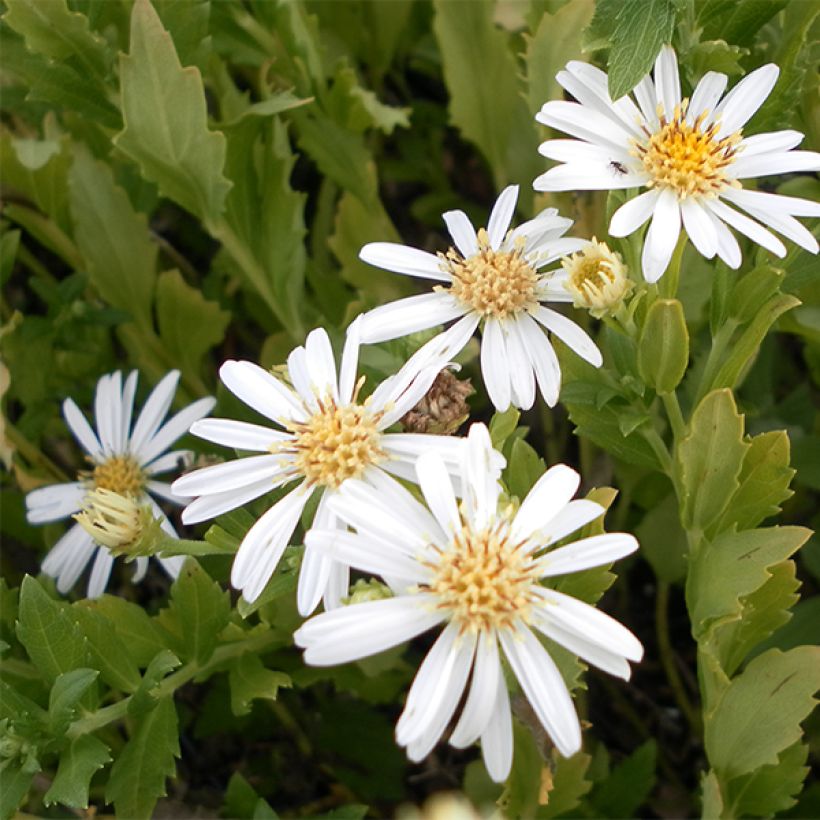 Aster ageratoides Ashvi - Ageratum-ähnliche Aster (Flowering)