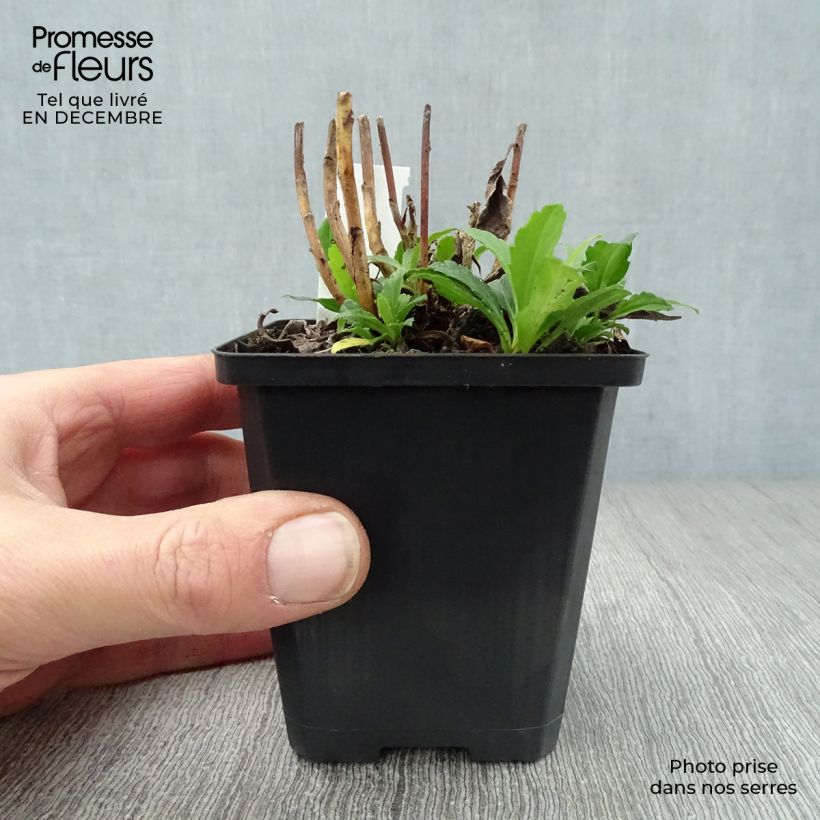 Exemplar von Aster ageratoides Ashvi - Ageratum-ähnliche Aster Kleine Töpfe von 8/9 cm wie im Winter geliefert