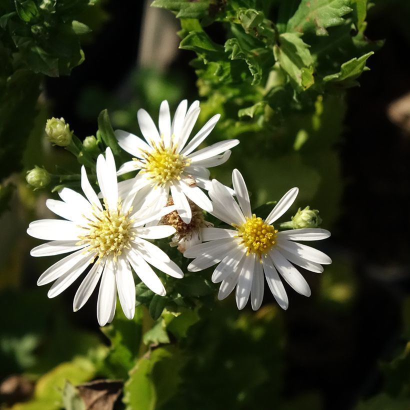 Aster ageratoides Ashvi - Ageratum-ähnliche Aster (Blüte)