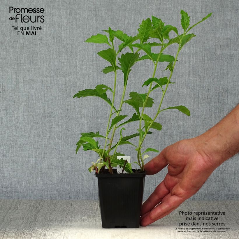 Exemplar von Aster ageratoides Asran - Ageratum-ähnliche Aster Kleine Töpfe von 8/9 cm wie im Frühjahr geliefert