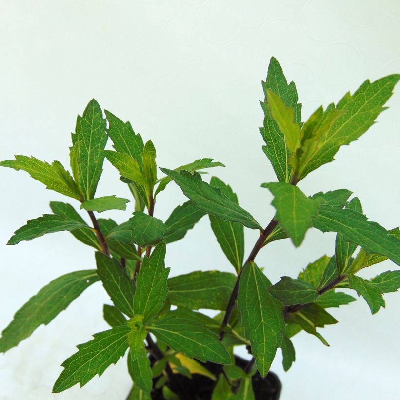 Aster ageratoides Ezo Murasaki - Ageratum-ähnliche Aster (Foliage)