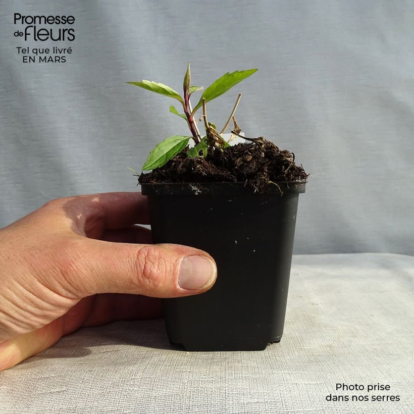 Exemplar von Aster ageratoides Ezo Murasaki - Ageratum-ähnliche Aster Kleine Töpfe von 8/9 cm wie im Winter geliefert