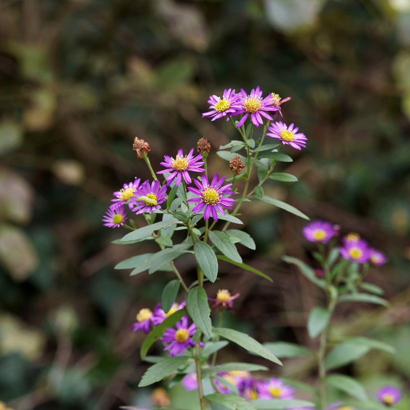 Aster ageratoides Ezo Murasaki - Ageratum-ähnliche Aster (Flowering)