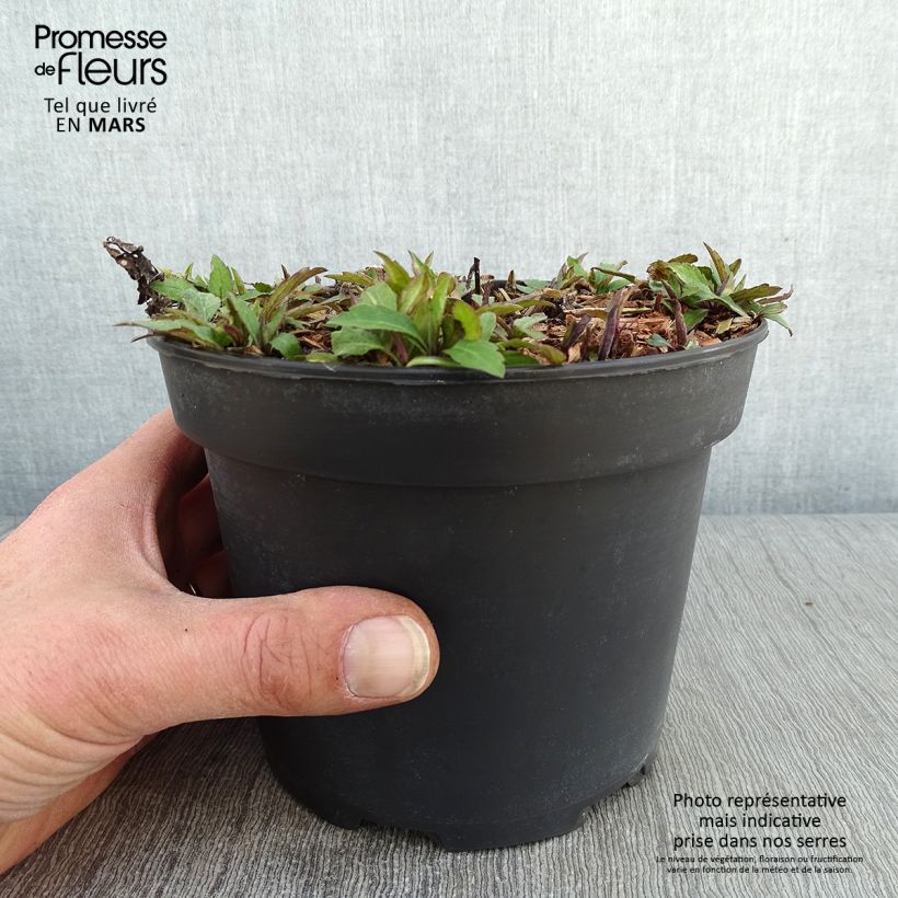 Exemplar von Aster ageratoides Ezo Murasaki - Ageratum-ähnliche Aster Topf mit 2L/3L wie im Winter geliefert