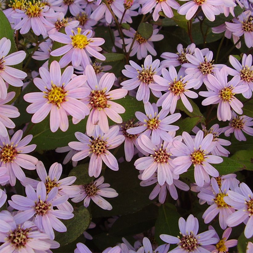 Aster ageratoides Harry Schmidt - Ageratum-ähnliche Aster (Flowering)