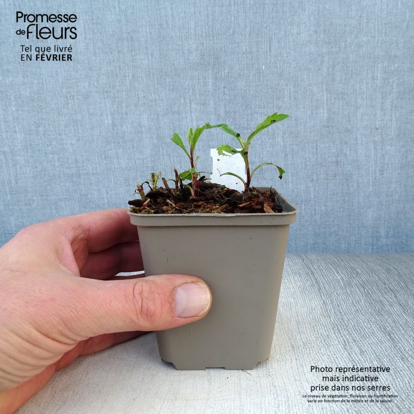 Exemplar von Aster ageratoides Stardust - Ageratum-ähnliche Aster Kleine Töpfe von 8/9 cm wie im Winter geliefert