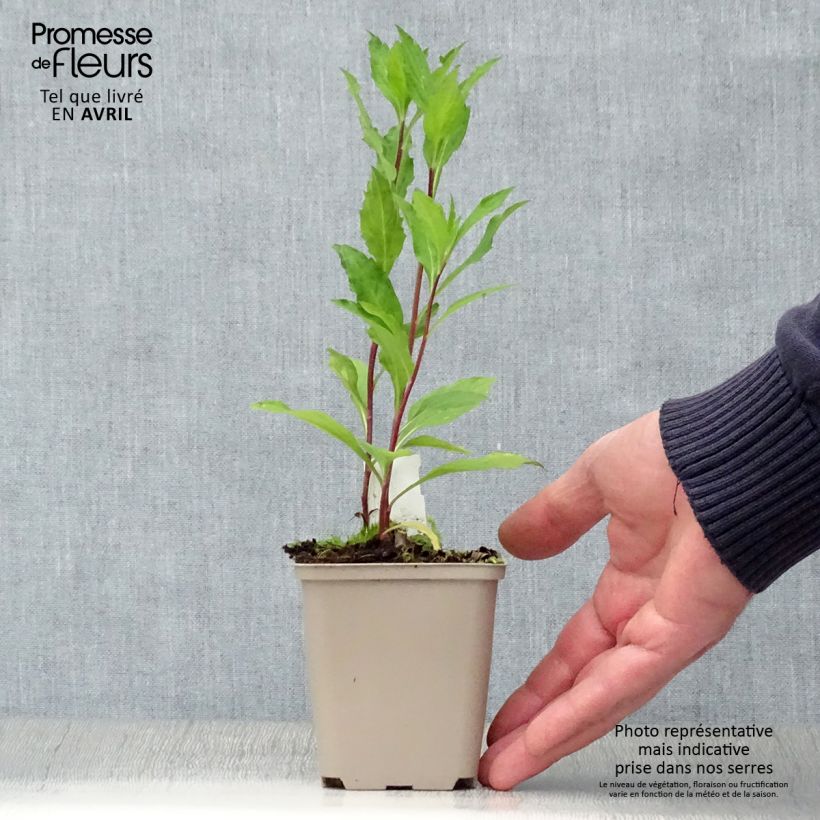 Exemplar von Aster ageratoides Stardust - Ageratum-ähnliche Aster Kleine Töpfe von 8/9 cm wie im Frühjahr geliefert