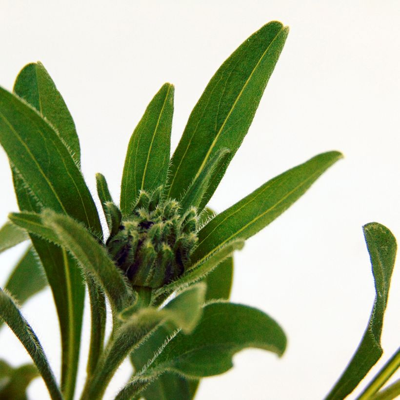 Aster alpinus Albus - Alpen-Aster (Foliage)