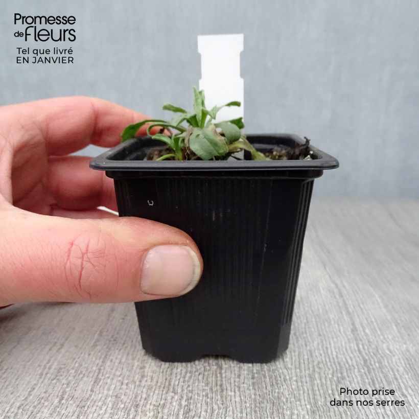 Exemplar von Aster alpinus Albus - Alpen-Aster Kleine Töpfe von 8/9 cm wie im Winter geliefert