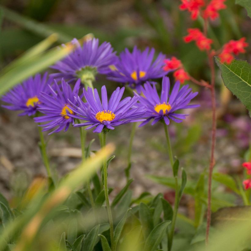 Aster alpinus Blue Beauty - Alpen-Aster (Plant habit)