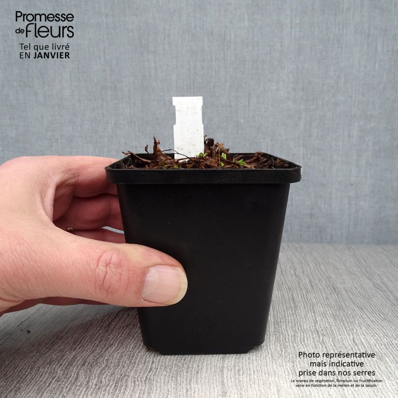 Exemplar von Aster alpinus Blue Beauty - Alpen-Aster Kleine Töpfe von 8/9 cm wie im Winter geliefert