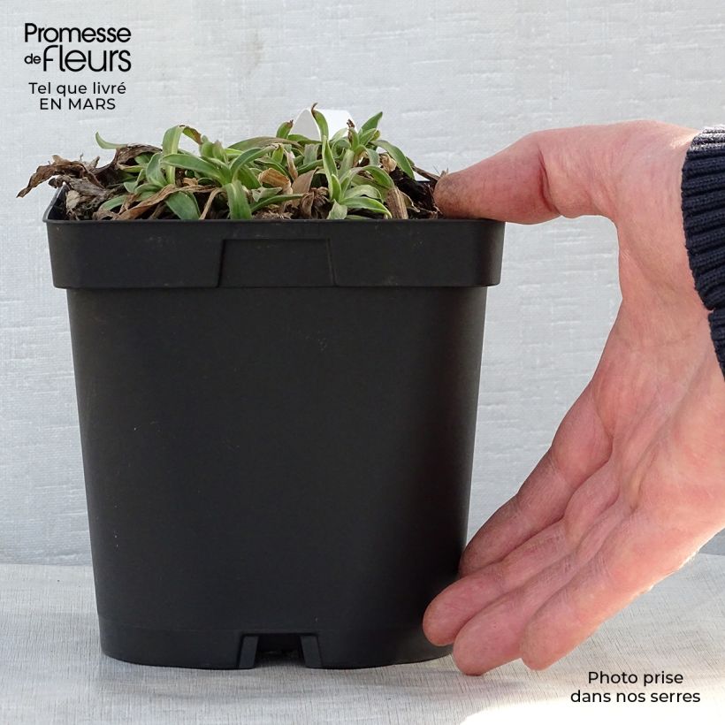 Exemplar von Aster alpinus Dunkle Schöne - Alpen-Aster Topf mit 2L/3L wie im Frühjahr geliefert