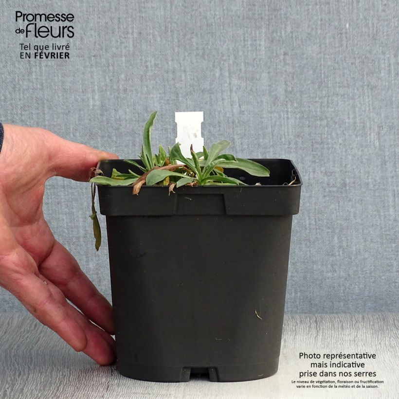 Exemplar von Aster alpinus Dunkle Schöne - Alpen-Aster Topf mit 2L/3L wie im Winter geliefert