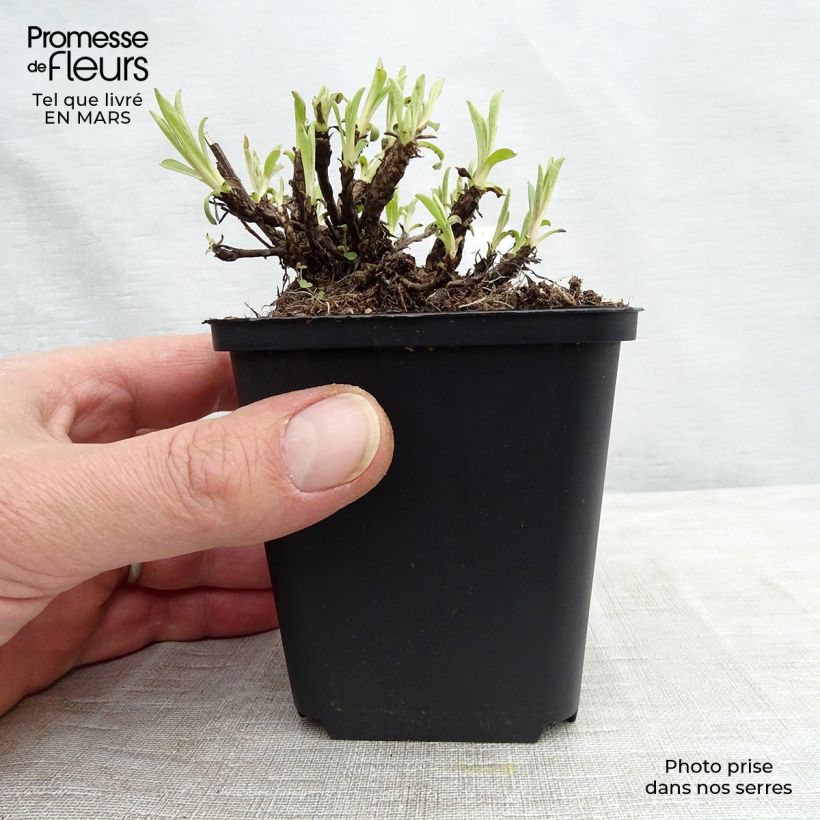 Exemplar von Aster alpinus Happy End - Alpen-Aster Kleine Töpfe von 8/9 cm wie im Winter geliefert