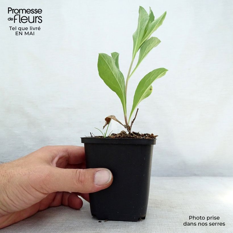 Exemplar von Aster amellus Blue King - Berg-Aster Kleine Töpfe von 8/9 cm wie im Frühjahr geliefert