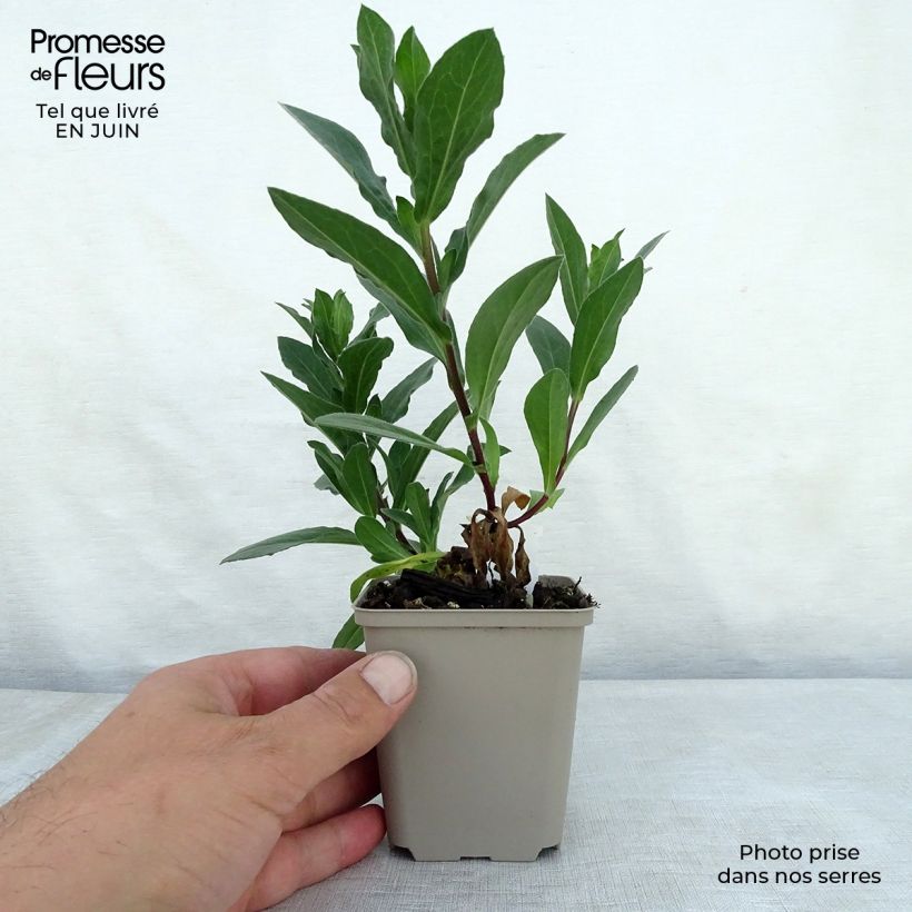 Example of Aster amellus King George - Berg-Aster Kleine Töpfe von 8/9 cm as you get in ete