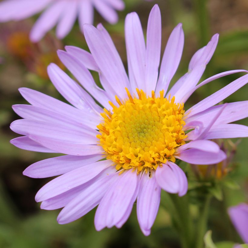 Aster amellus Peach Blossom - Berg-Aster (Flowering)