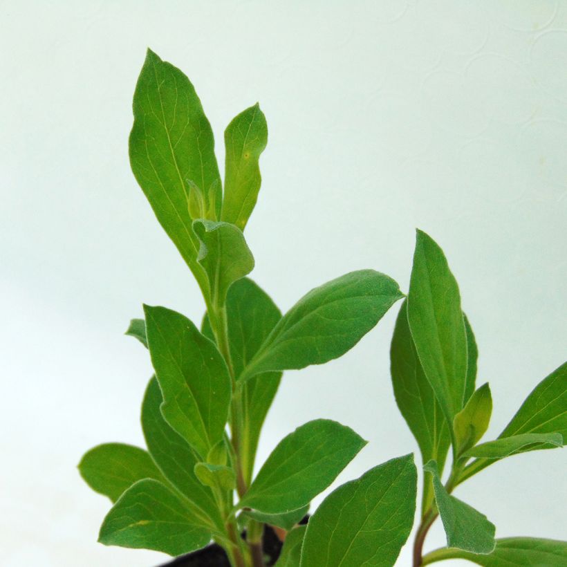 Aster amellus Rosa Erfüllung - Berg-Aster (Foliage)