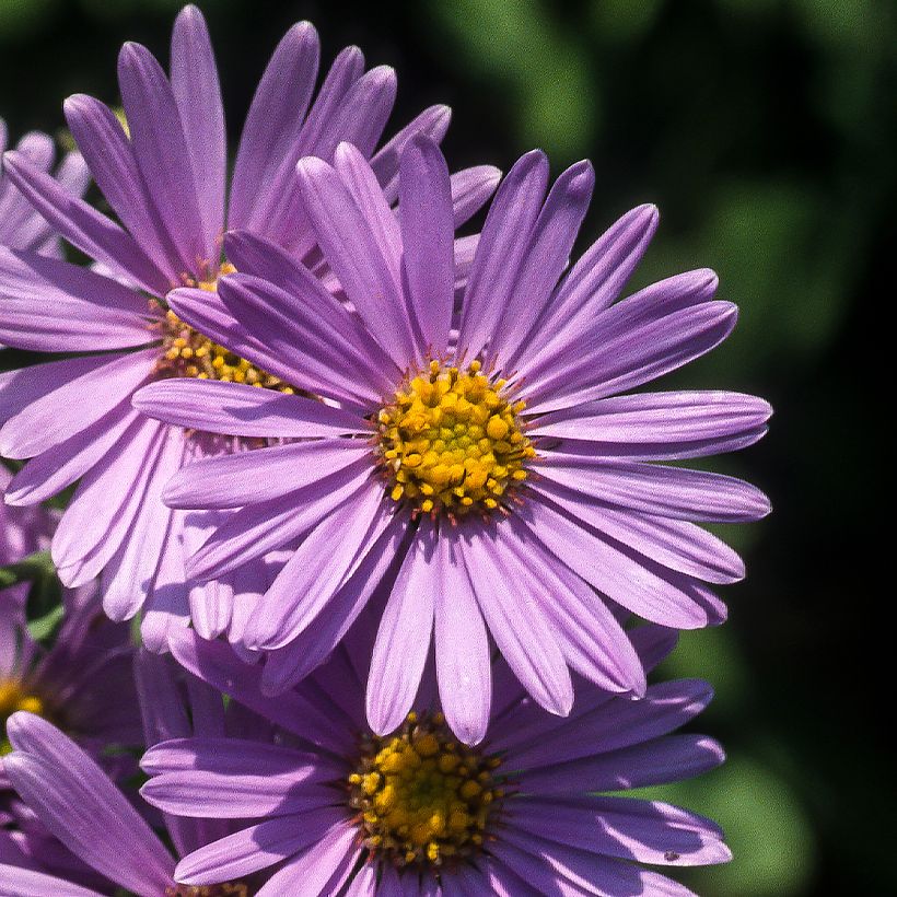 Aster amellus Rudolf Goethe - Berg-Aster (Flowering)
