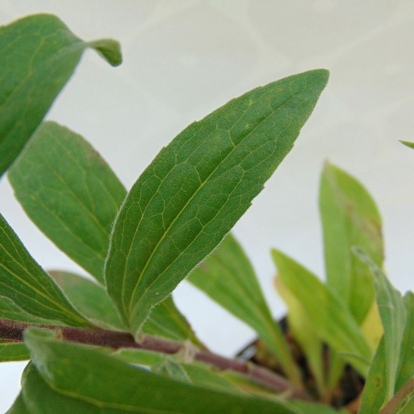 Aster amellus Grunder - Berg-Aster (Foliage)
