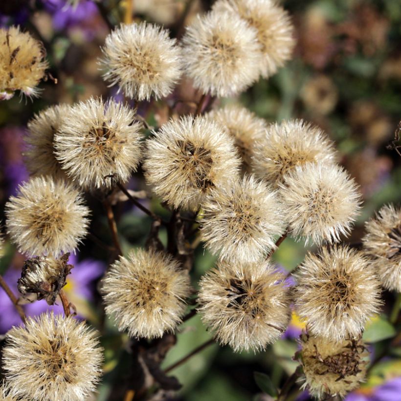 Aster amellus September Glow - Berg-Aster (Harvest)