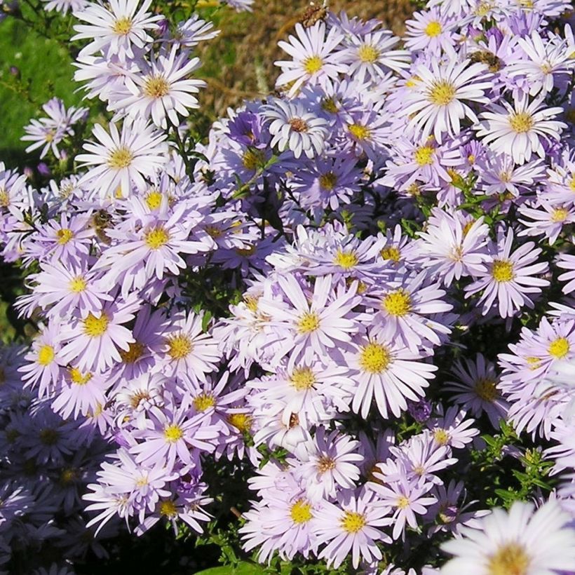 Aster amellus September Glow - Berg-Aster (Plant habit)
