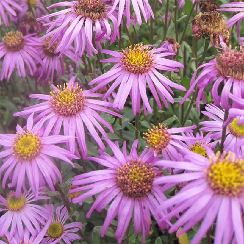 Aster amellus Sonia - Berg-Aster (Flowering)