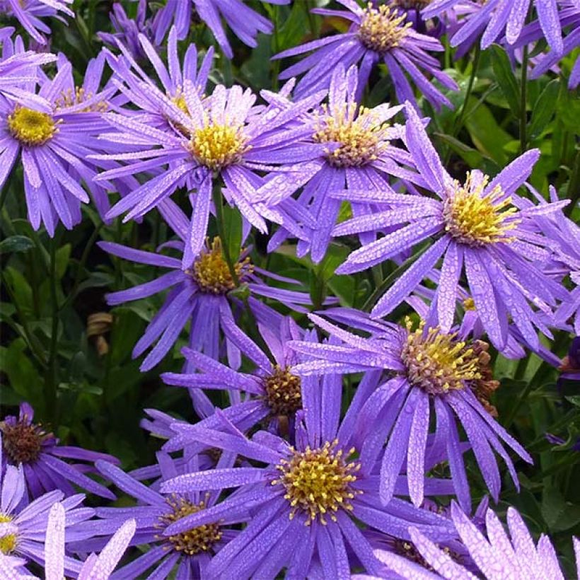 Aster amellus Sonora - Berg-Aster (Flowering)