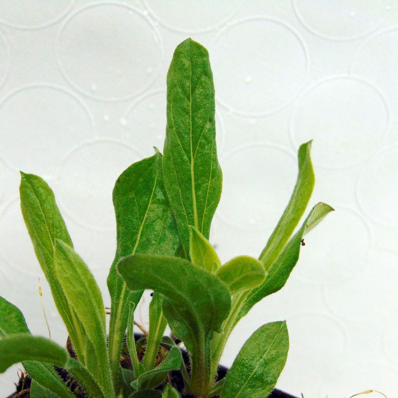 Aster amellus Sonora - Berg-Aster (Foliage)
