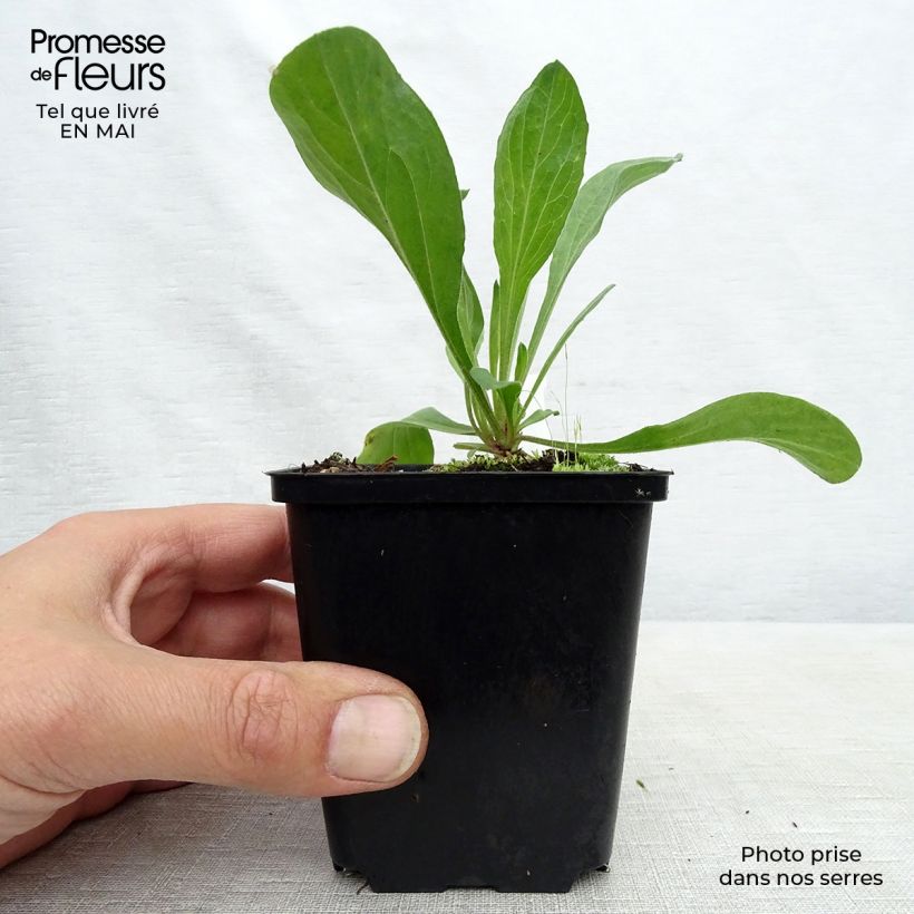 Exemplar von Aster amellus Veilchenkönigin - Violet Queen - Berg-Aster Kleine Töpfe von 8/9 cm wie im Frühjahr geliefert