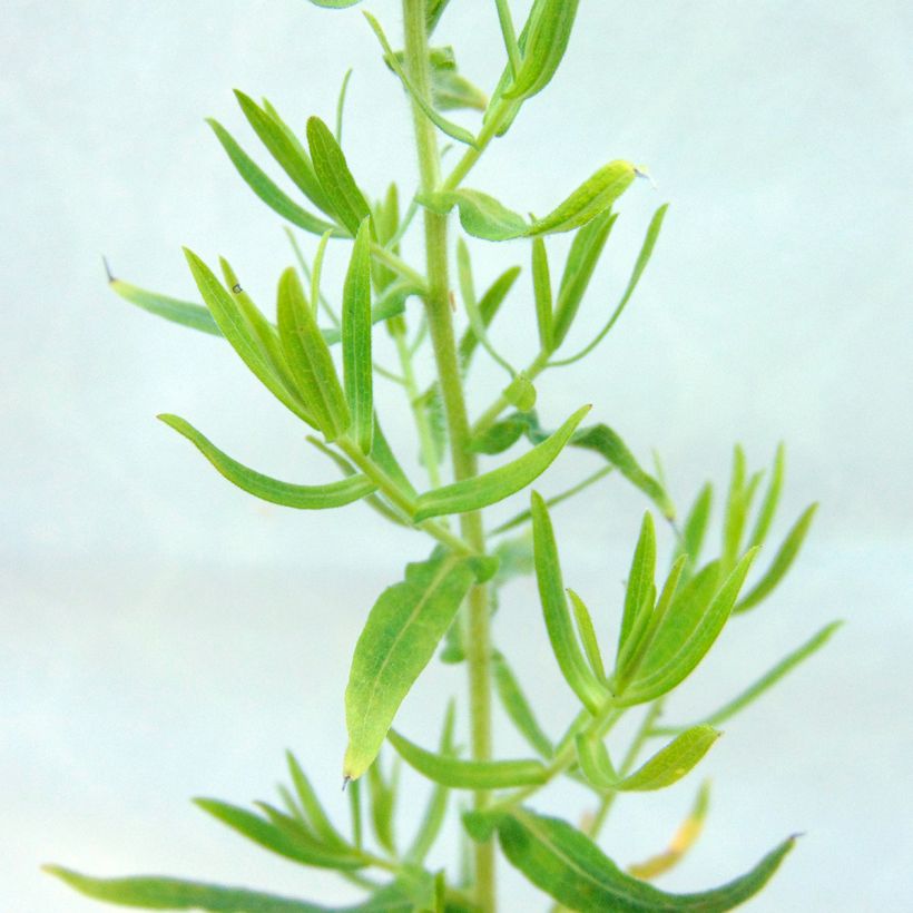 Aster amethystinus Kylie - Aster (Foliage)