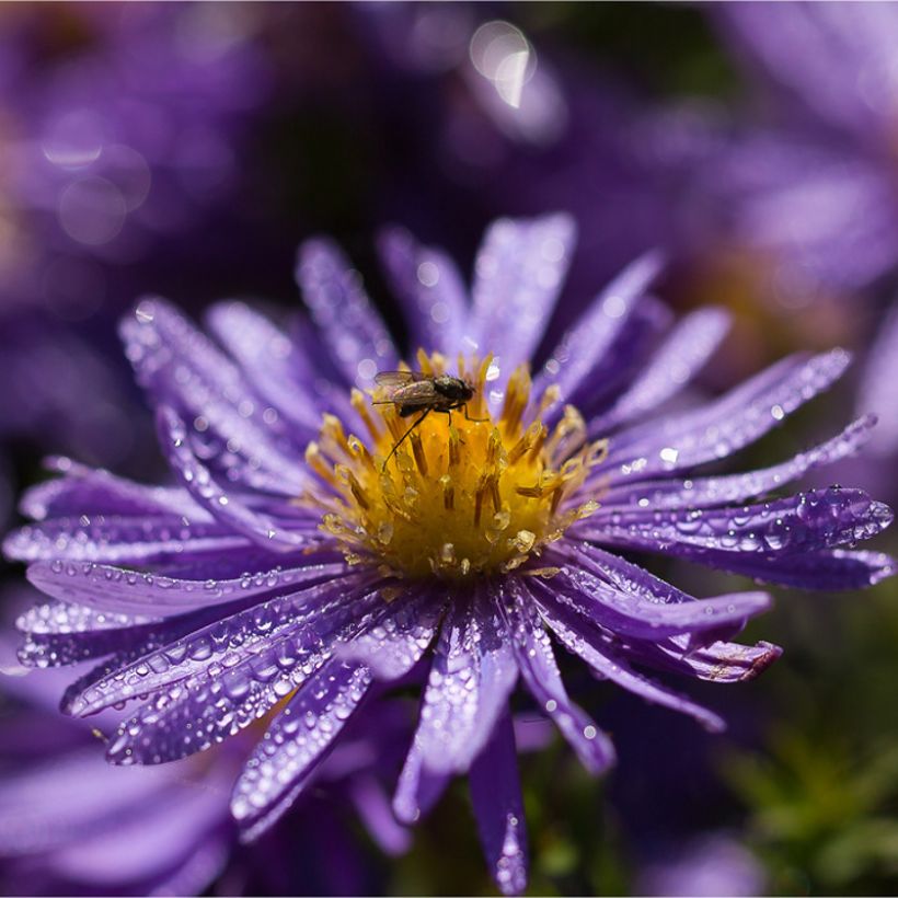 Aster azureus - Azur-Aster (Flowering)