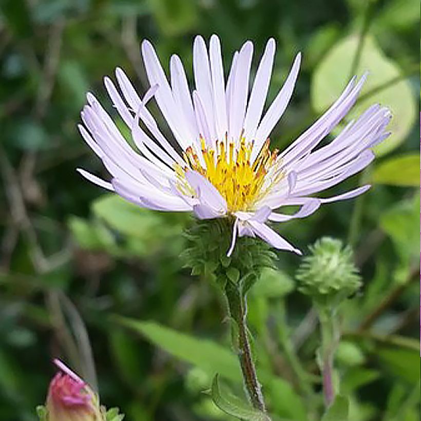 Aster carolinianus - Carolina Kletter-Aster (Flowering)