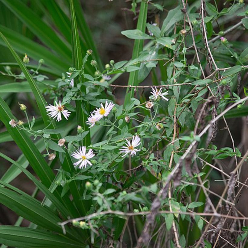 Aster carolinianus - Carolina Kletter-Aster (Plant habit)