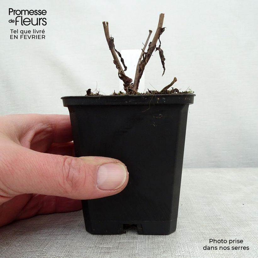 Exemplar von Aster cordifolius Blue Heaven - Schleieraster Kleine Töpfe von 8/9 cm wie im Winter geliefert