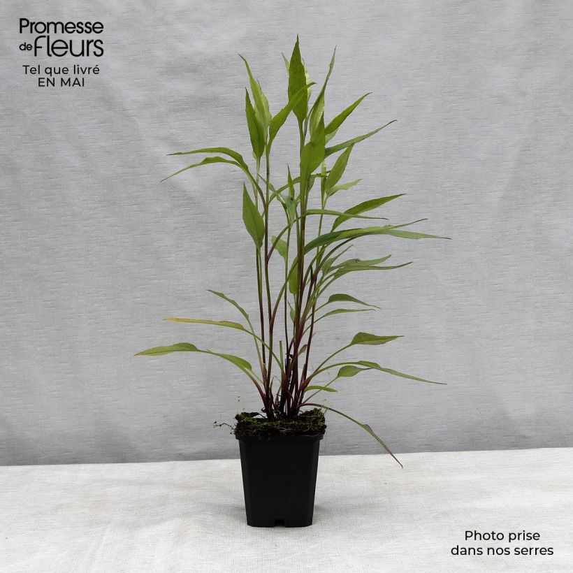 Exemplar von Aster cordifolius Blue Heaven - Schleieraster Kleine Töpfe von 8/9 cm wie im Frühjahr geliefert