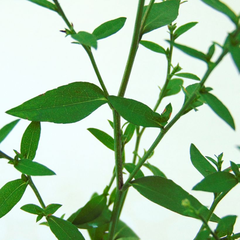 Aster cordifolius Blutenregen - Schleieraster (Foliage)