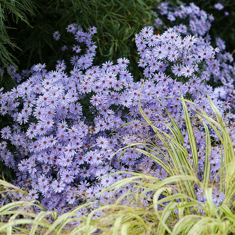 Aster cordifolius Little Carlow - Schleieraster (Plant habit)