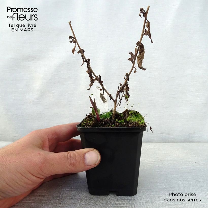 Exemplar von Aster cordifolius Photograph - Schleieraster Kleine Töpfe von 8/9 cm wie im Frühjahr geliefert