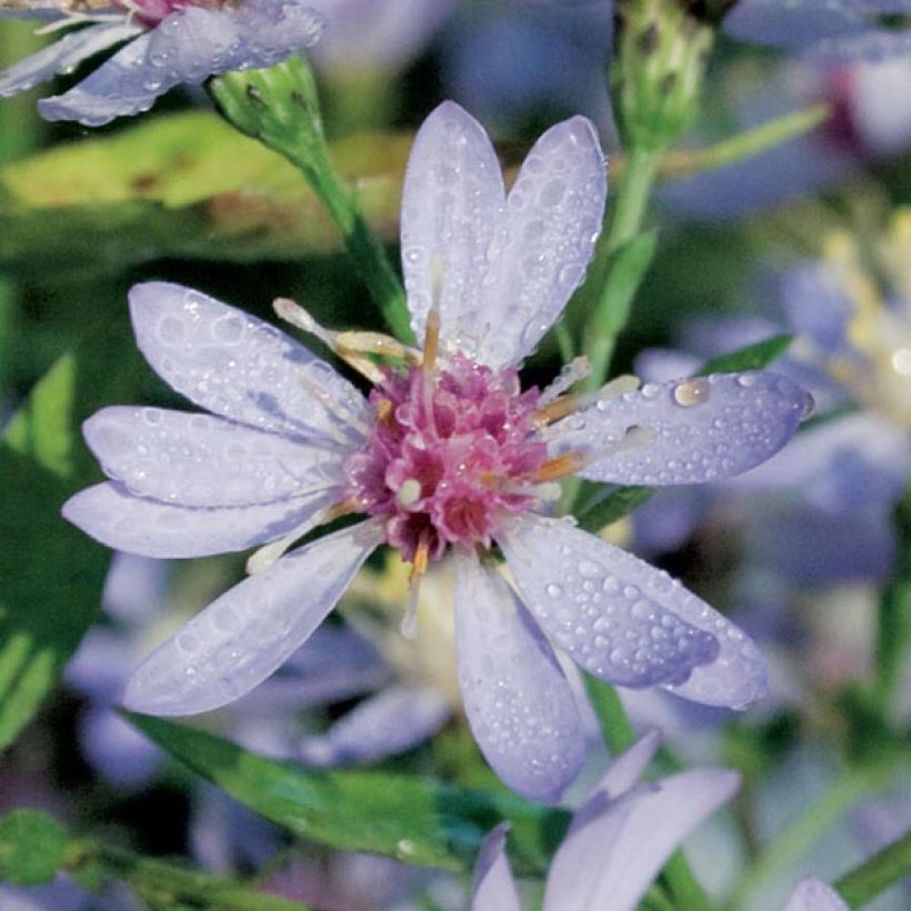 Aster cordifolius Idéal - Schleieraster (Flowering)