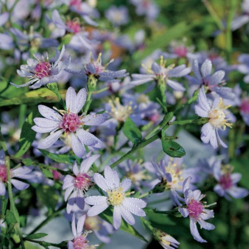 Aster cordifolius Idéal - Schleieraster (Plant habit)