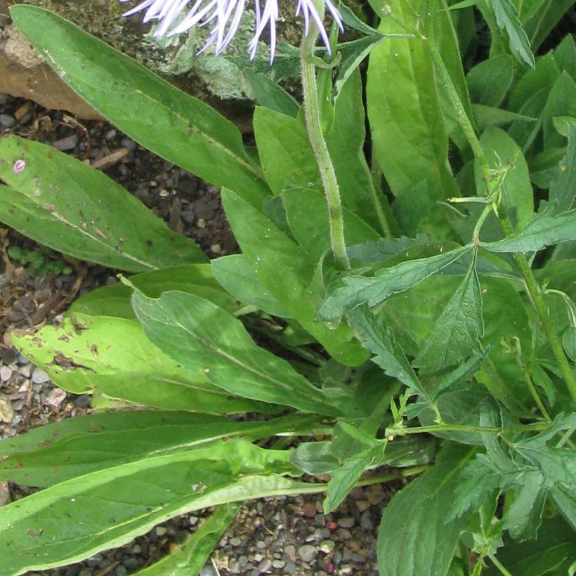 Aster diplostephioides - Flieder-Strahlenaster (Foliage)