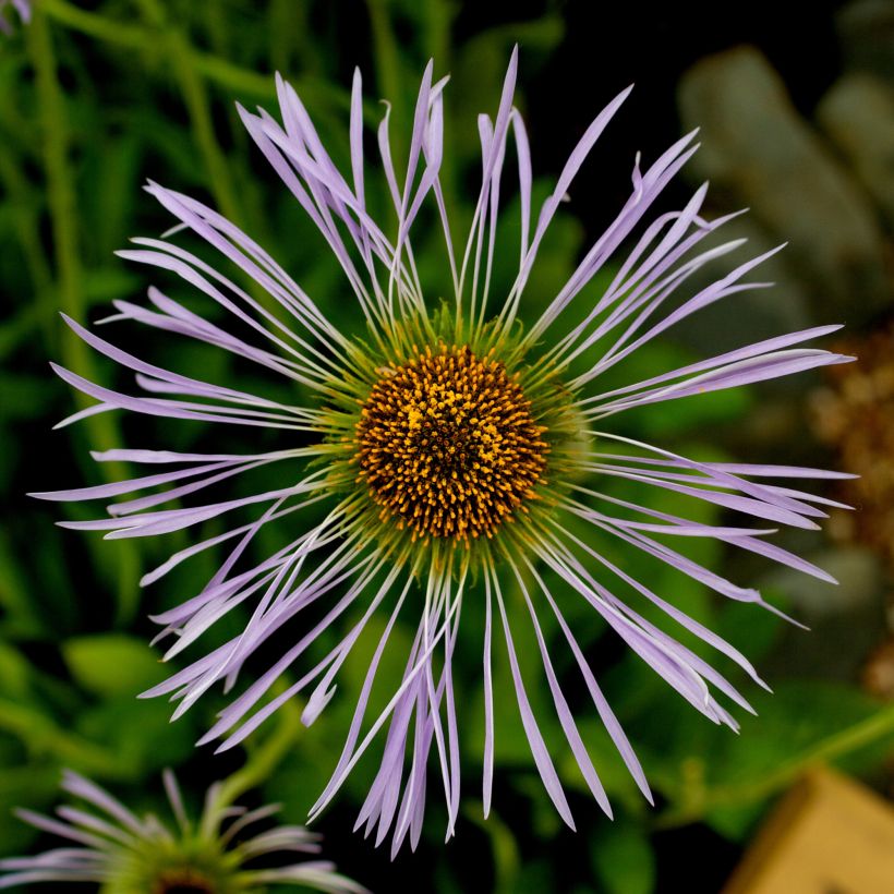 Aster diplostephioides - Flieder-Strahlenaster (Flowering)