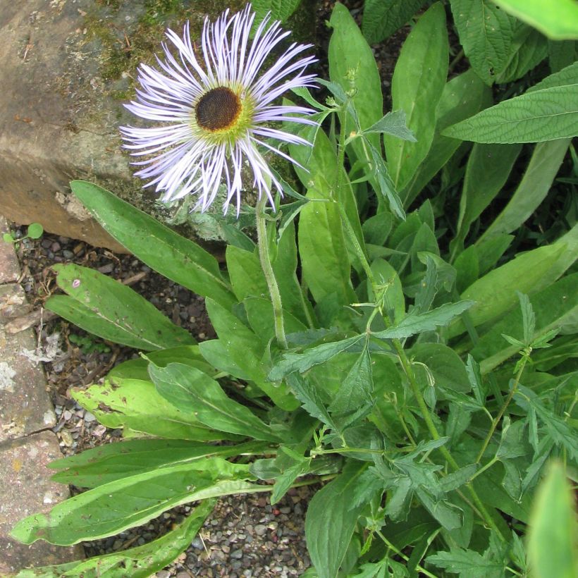 Aster diplostephioides - Flieder-Strahlenaster (Plant habit)