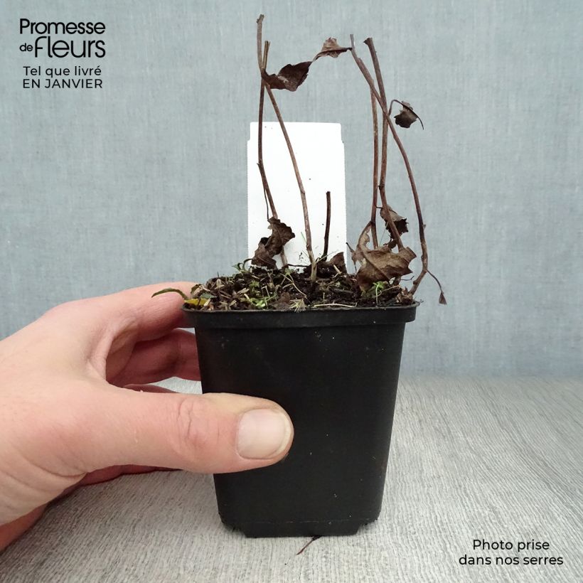 Exemplar von Aster divaricatus - Weiße Wald-Aster Kleine Töpfe von 8/9 cm wie im Winter geliefert