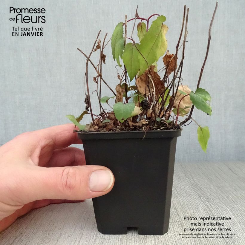 Exemplar von Aster divaricatus Beth Chatto - Weiße Wald-Aster Kleine Töpfe von 8/9 cm wie im Winter geliefert