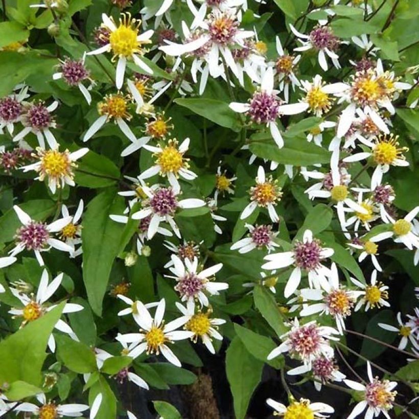 Aster divaricatus Tradescant - Weiße Wald-Aster (Foliage)