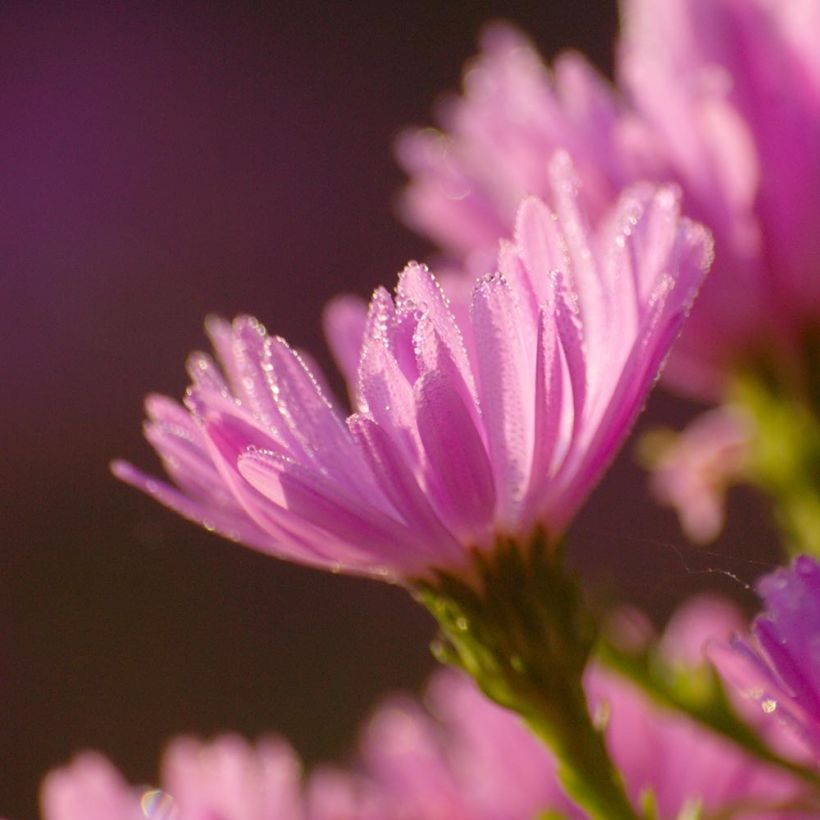 Aster dumosus Anneke - Kissen-Aster (Flowering)